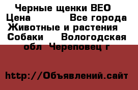 Черные щенки ВЕО › Цена ­ 5 000 - Все города Животные и растения » Собаки   . Вологодская обл.,Череповец г.